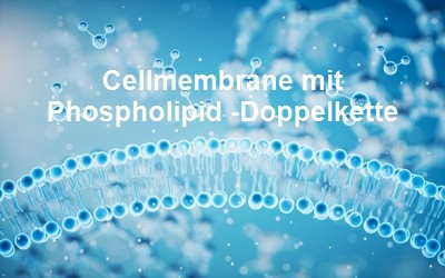 Cellmembrane mit Phospholipiden