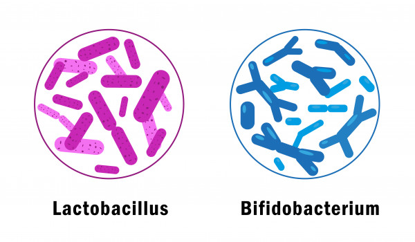 Bifido und Lacto-Bakterien